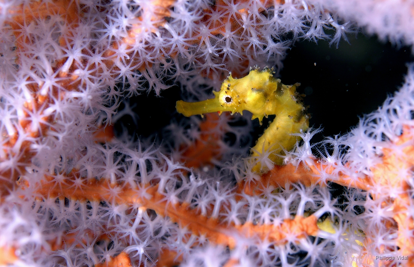 Birmanie - Mergui - 2018 - DSC02963 - Tigertail seahorse - Hippocampe a queuu tigree - Hippocampus comes.JPG
